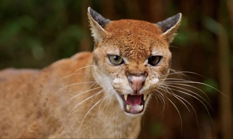 AI joins hunt to save Africa’s most elusive big cat