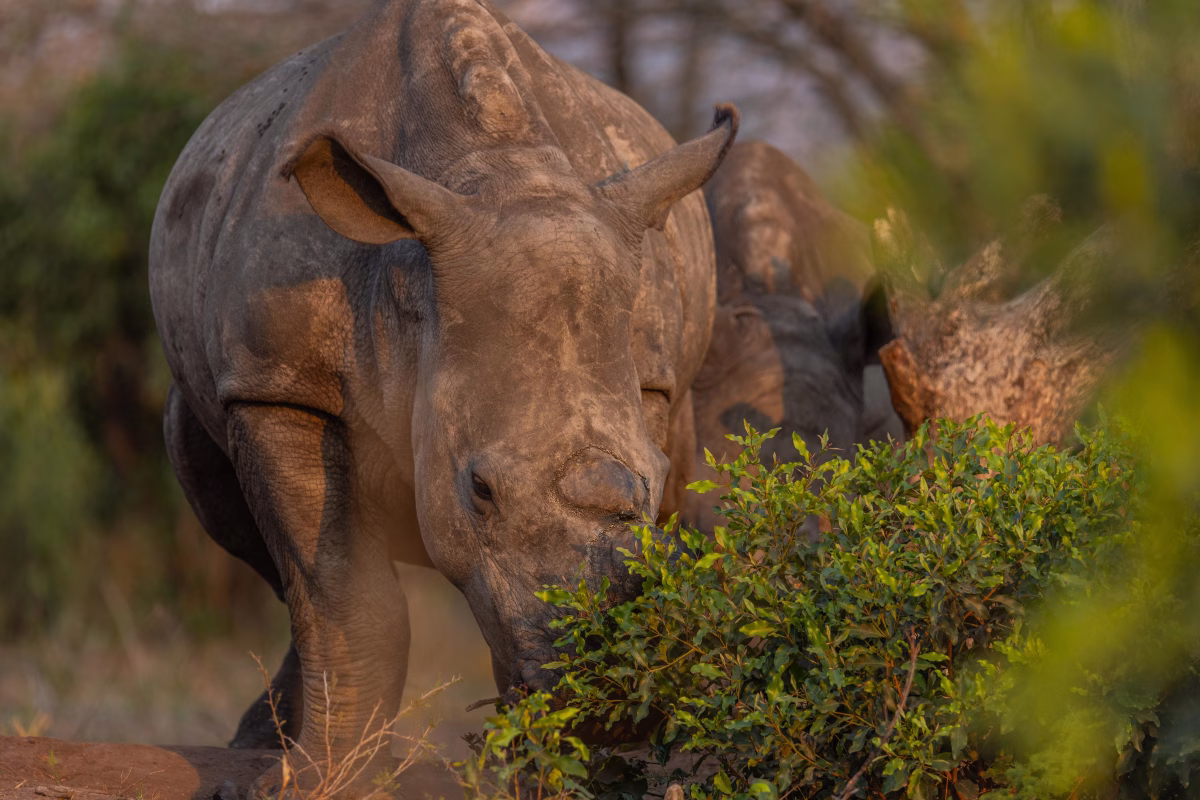 Film Release: NEWF Applauds Debut Of ‘Wild Hope – Rhino Ops’ As A Significant Milestone For African Filmmaking And Conservation