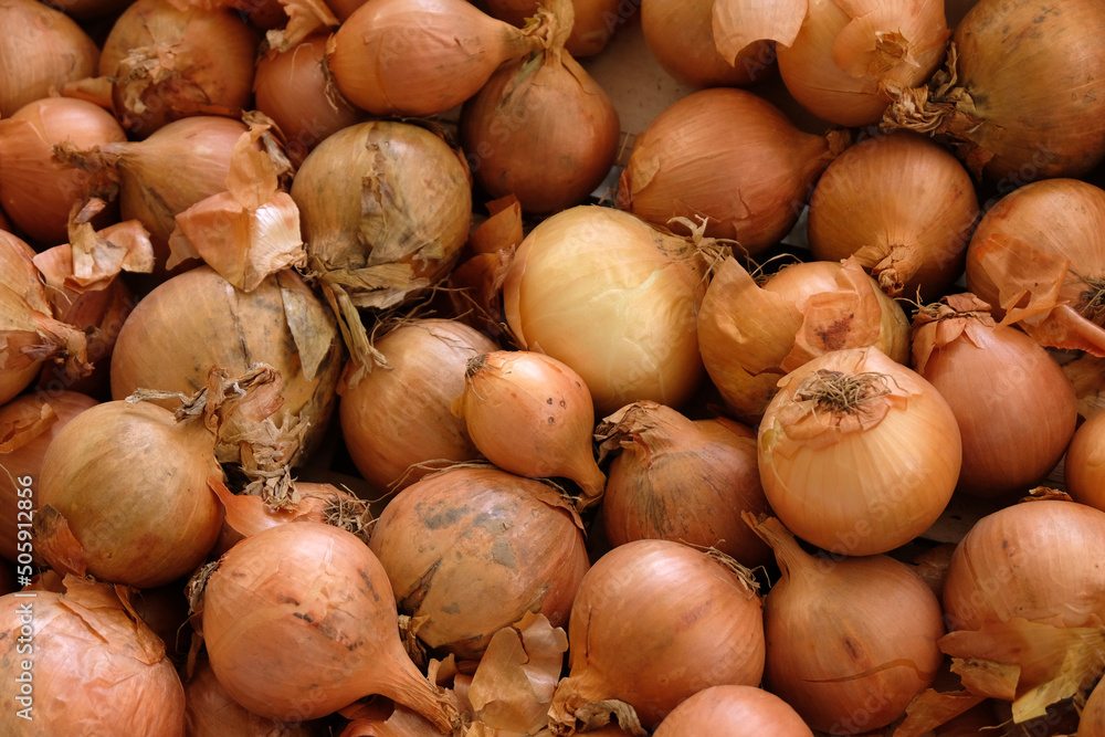PHOTO ONIONS